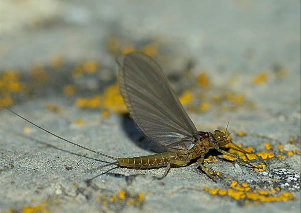 Baetis